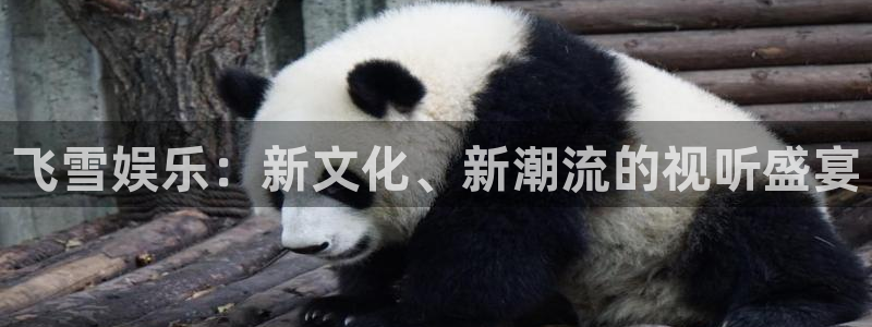 恩佐娱乐