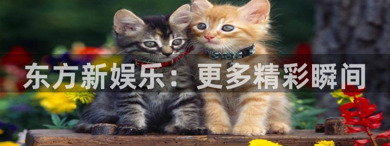 恩佐娱乐
