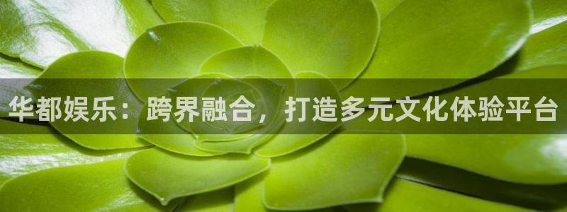 恩佐娱乐