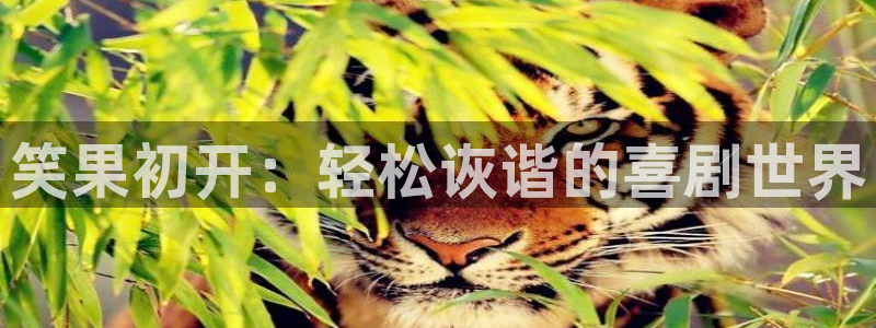 恩佐娱乐